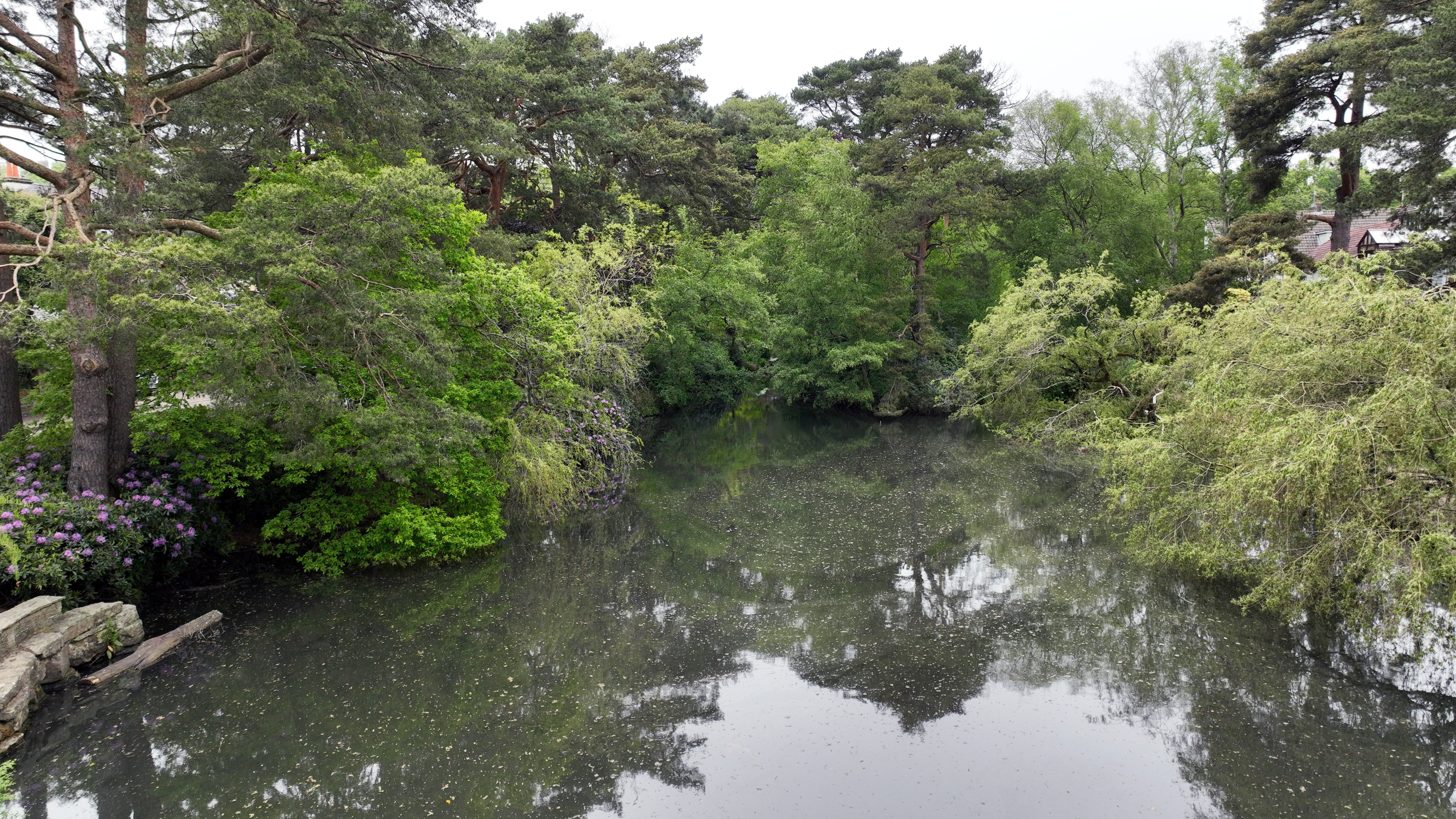 Coy Pond  (2)