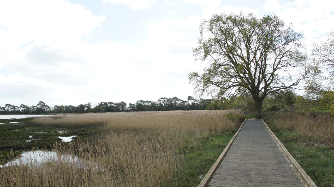 Upton-Lake-and-Upton-Country-Park-20