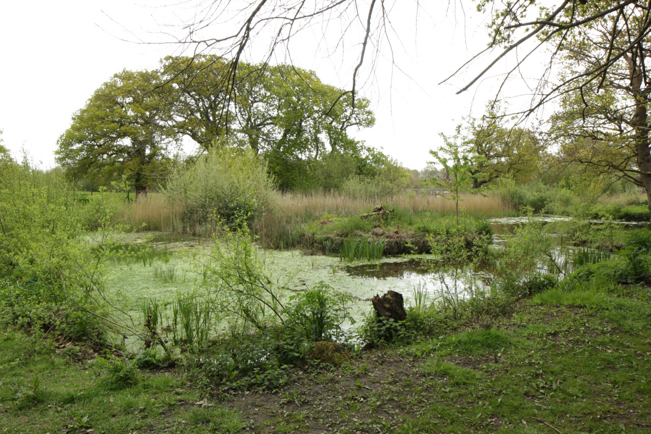 Upton-Lake-and-Upton-Country-Park-50