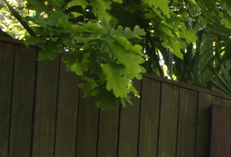 Urban Gardens (8)